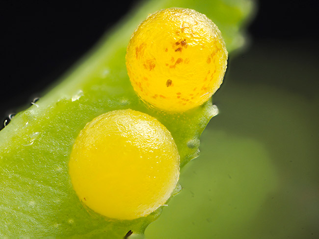 シロオビアゲハの卵