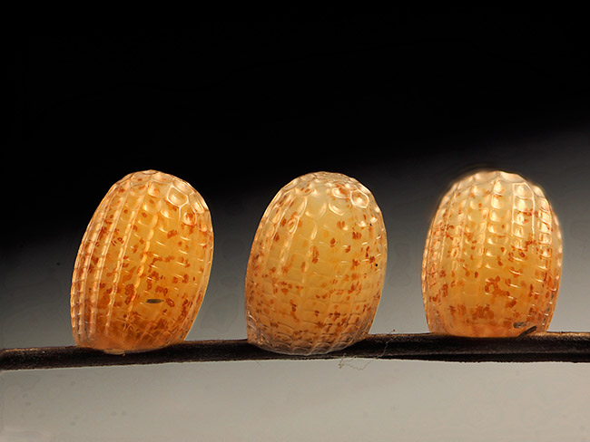 チャイロタテハの卵