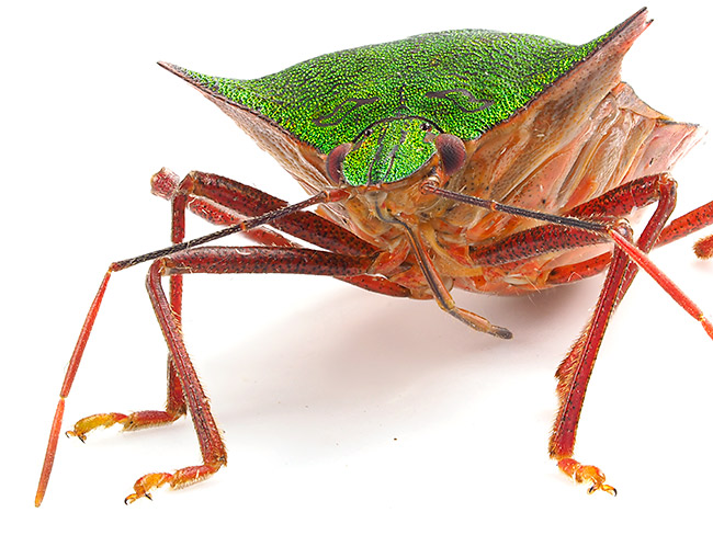 ツノアオカメムシをフォーカスブラケットで深度合成