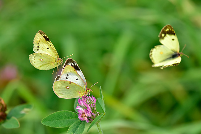 モンキチョウの求愛