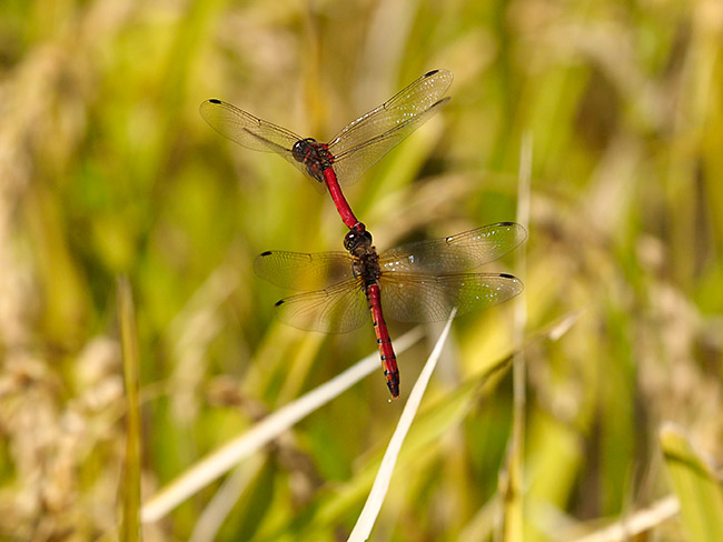 ナツアカネの産卵