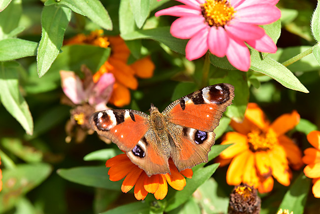  クジャクチョウ