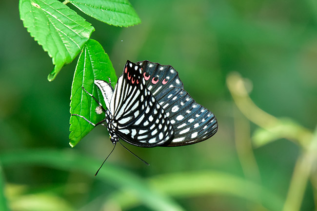 アカボシゴマダラの産卵