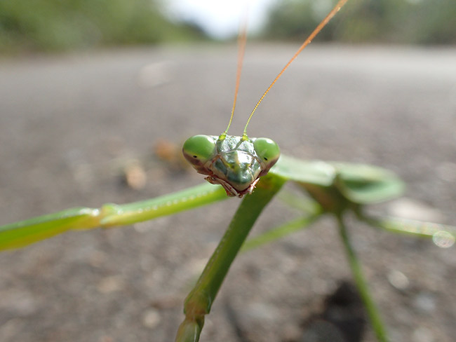 第2回生きもの写真リトルリーグ