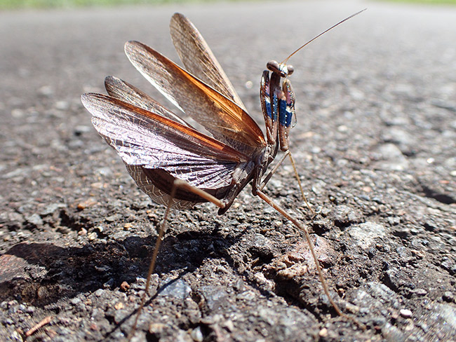 コカマキリの威嚇