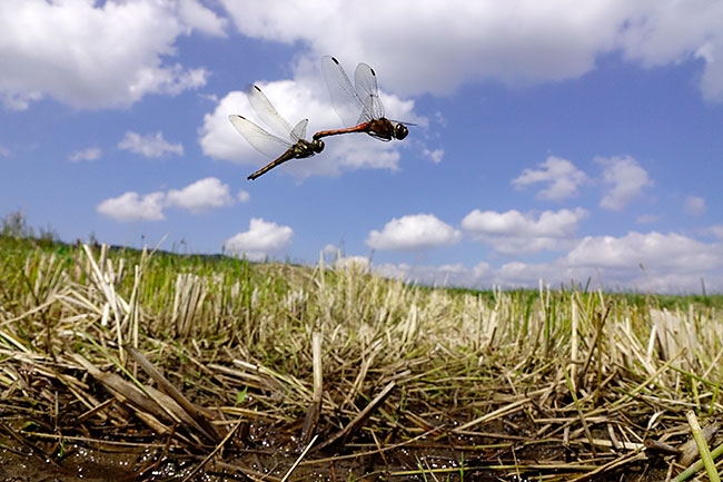 アキアカネの産卵飛翔