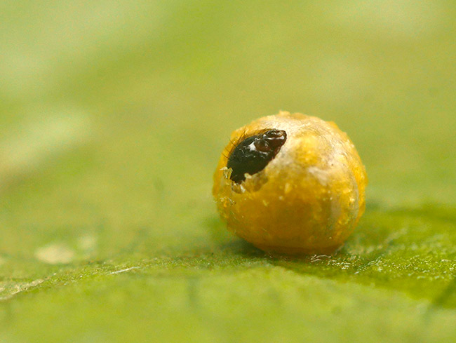 キシタアゲハの孵化