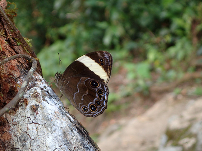 シロオビクロヒカゲ