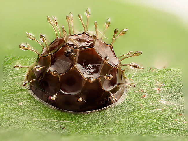 エベリナイナズマの卵