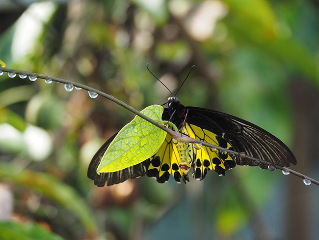 ヘレナキシタアゲハの♀
