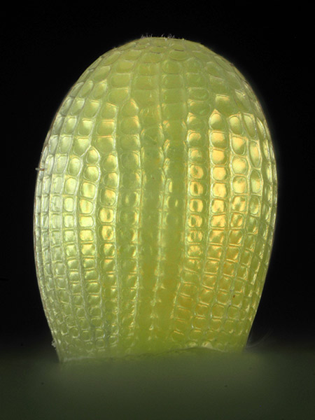 オオムラサキマダラの卵