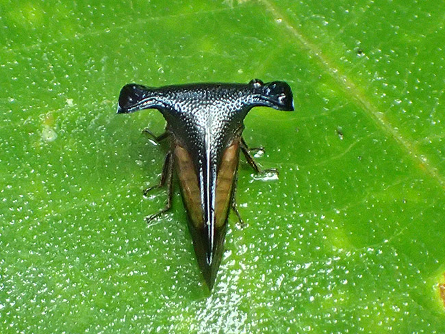 サファイアツノゼミ