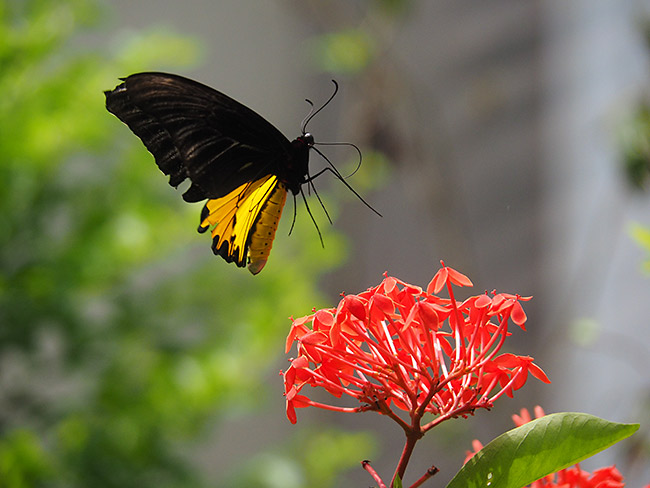 ヘレナキシタアゲハのオス