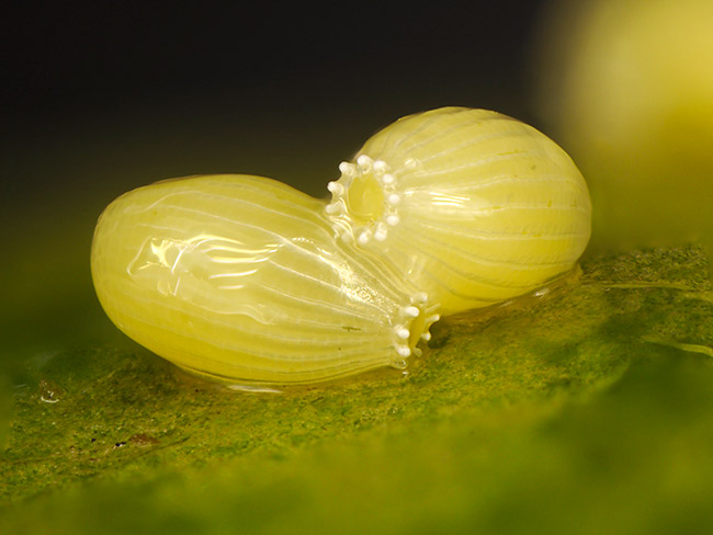 ベニモンカザリシロチョウの卵