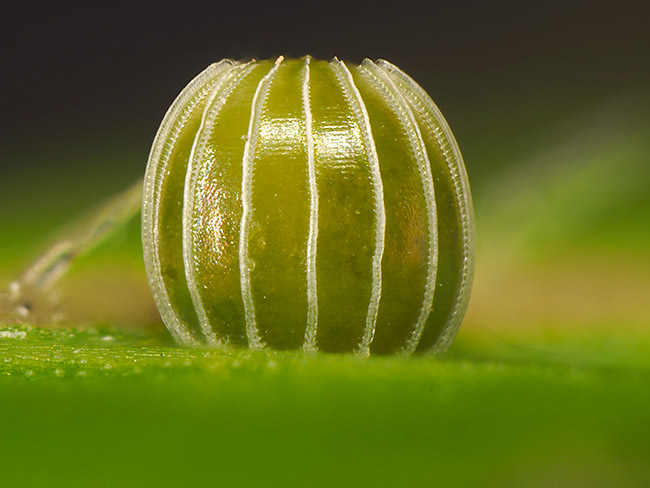 コノハチョウの卵