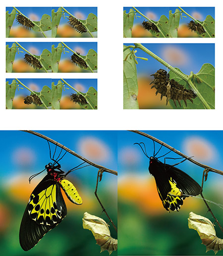 キシタアゲハの絵本作り