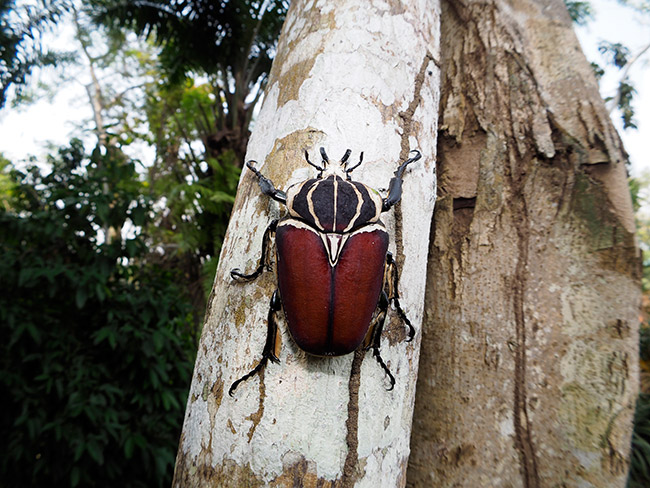  カメルーン撮影旅行説明会