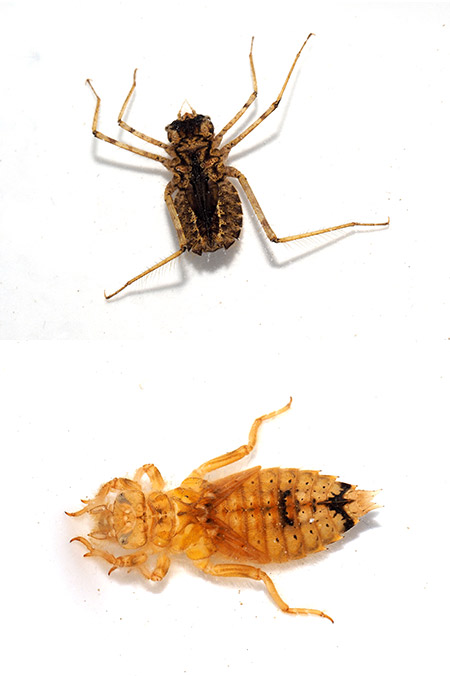 ペナンから戻って