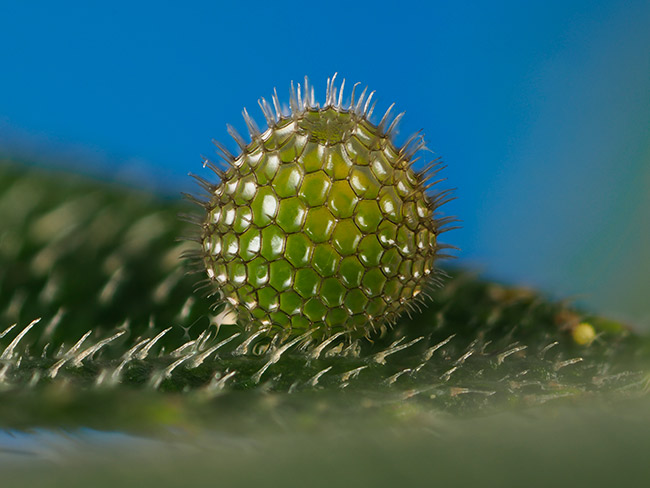 ジュリコイナズマの卵を撮り直す