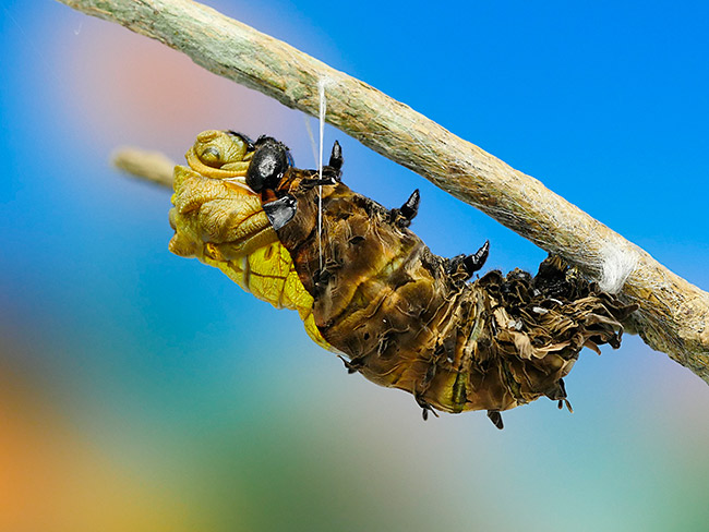  キシタアゲハの蛹化