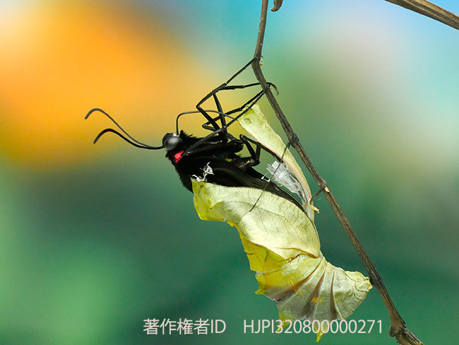 ヘレナキシタアゲハの羽化