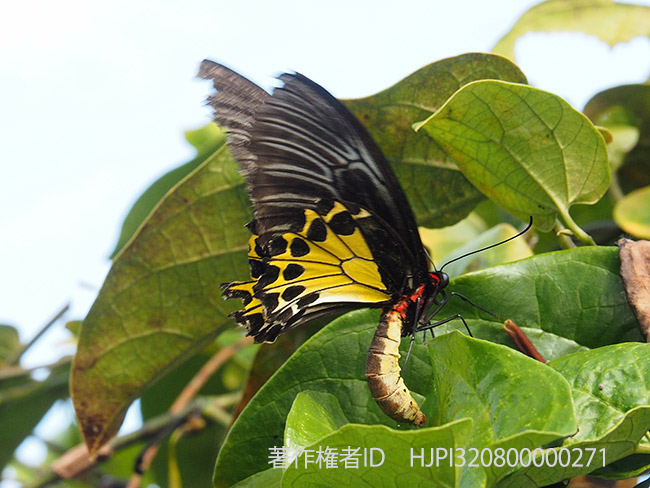 ヘレナキシタアゲハの産卵