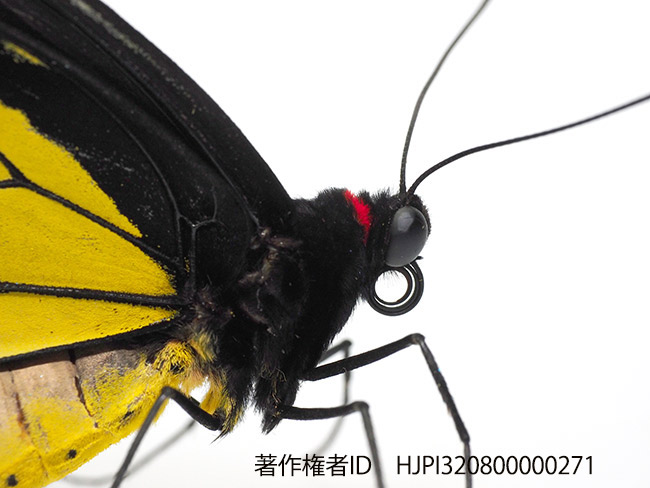 ヘレナキシタアゲハの羽化直後の成虫