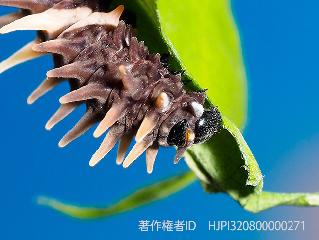 ウマノスズクサの仲間を食べて成長