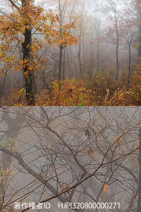 霧の庭をハイレゾショットで