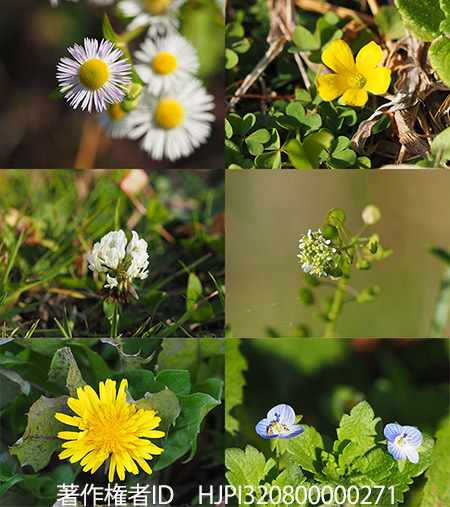 季節外れの春の花