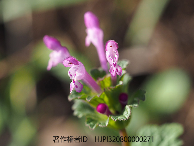 季節外れのホトケノザ