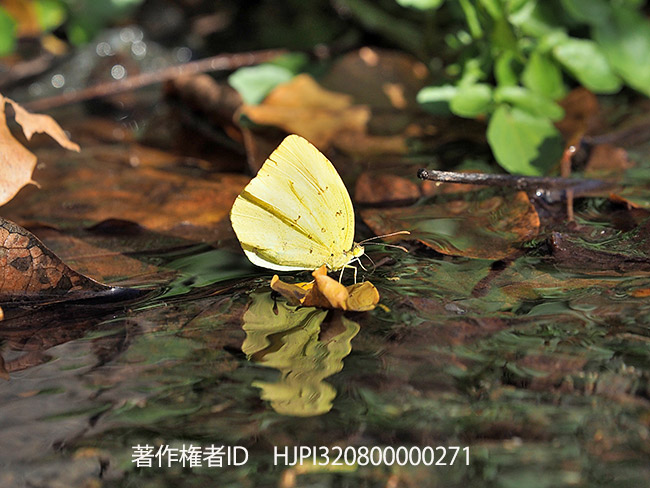 水を飲むキチョウ