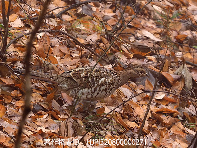 ヤマドリのヤマチャンが嫁を連れてきた