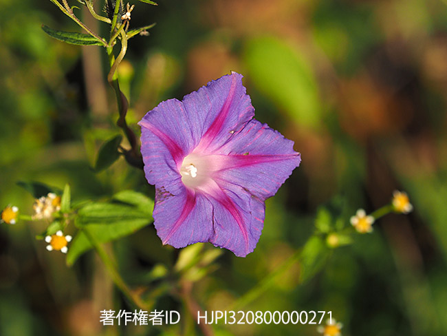 ヒルガオの一種