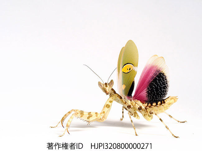 EM-1とE−M5MK2のファームアップ