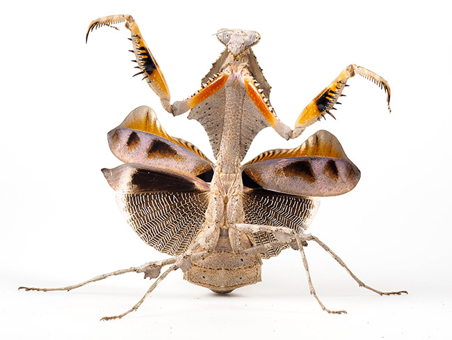 ヒシムネカレハカマキリの威嚇を深度合成