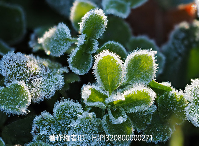 手持ちで深度合成を試みた