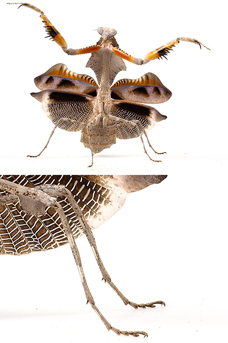 深度合成写真は大きくプリントした時に特に効果が出る