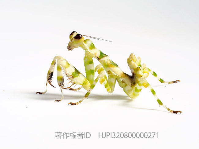 拡大率によって深度合成の枚数は変わる