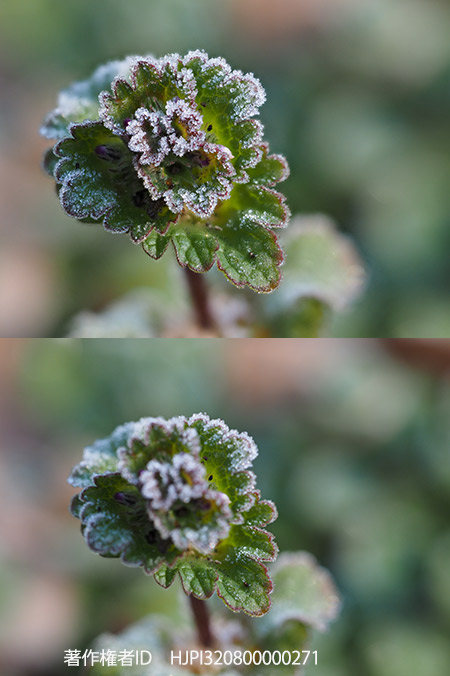 手持ちで再度深度合成を試す