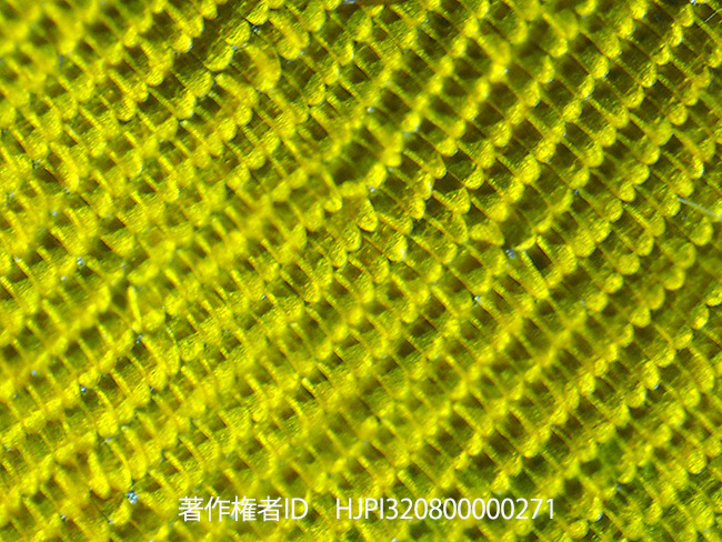 キシタアゲハの鱗粉