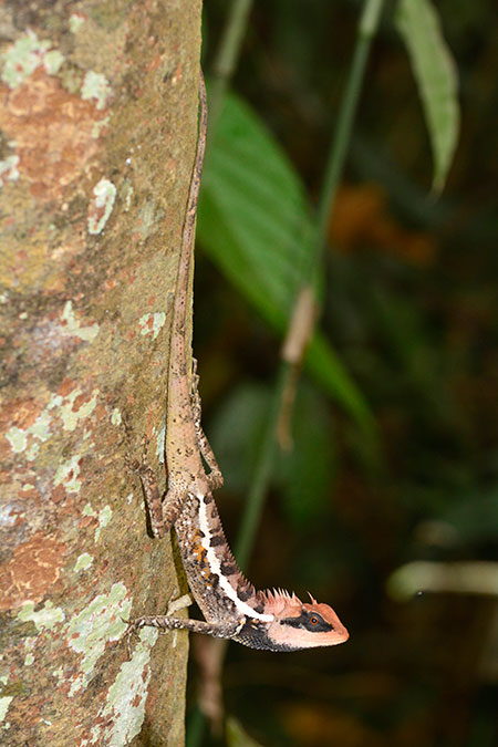 今日からタイへ
