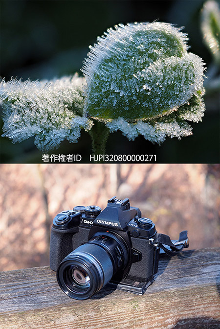 今年使ったカメラたち　ソフトウエアーの進化深度合成