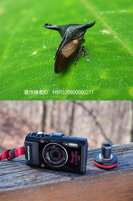 今年使ったカメラたち　TG-4のマクロ機能