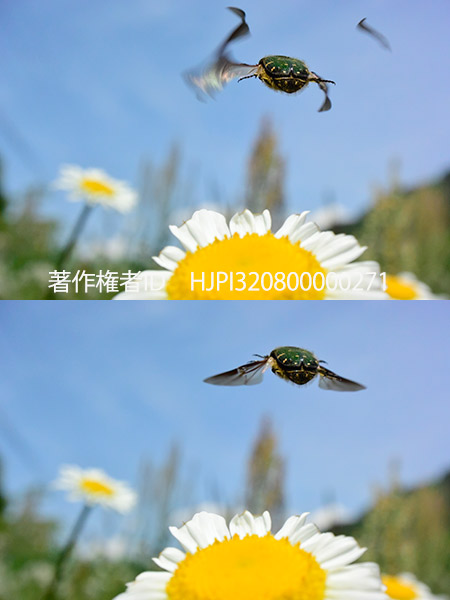 今年使ったカメラたち　電子シャッターの良し悪し