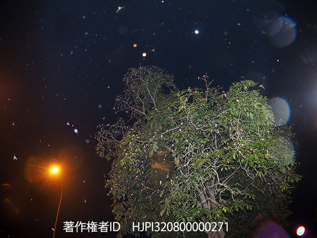 10月にマレーシアで見たツバメのねぐら