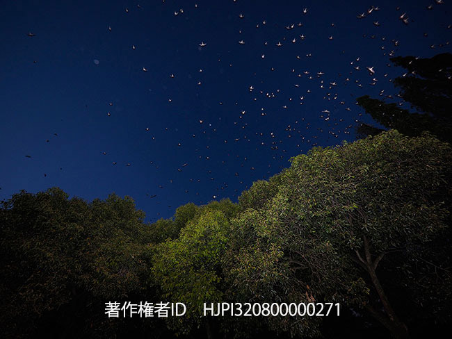 ボルネオのツバメのねぐら