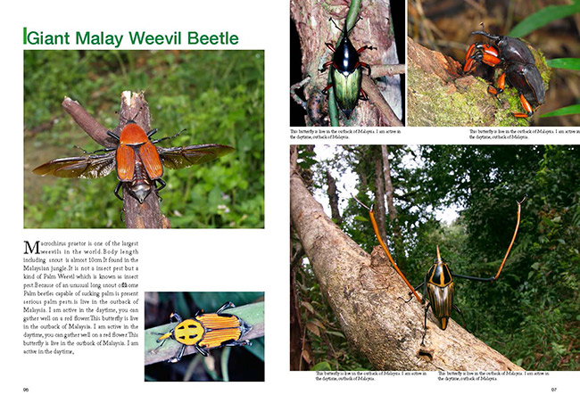 フィ−ルドガイド、オサゾウムシのページ