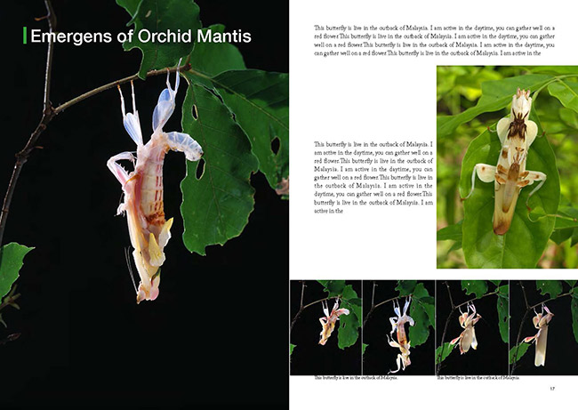 フイールドガイド、概論の一部