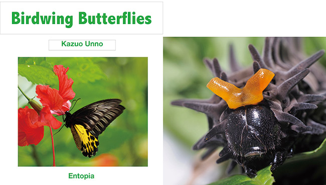 キシタアゲハの絵本